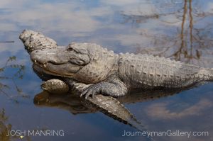 Josh Manring Photographer Decor Wall Art -  Florida Wildlife Everglades -13.jpg